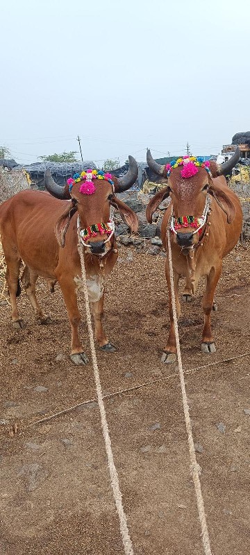 અરવિંદ દેવીપુજક