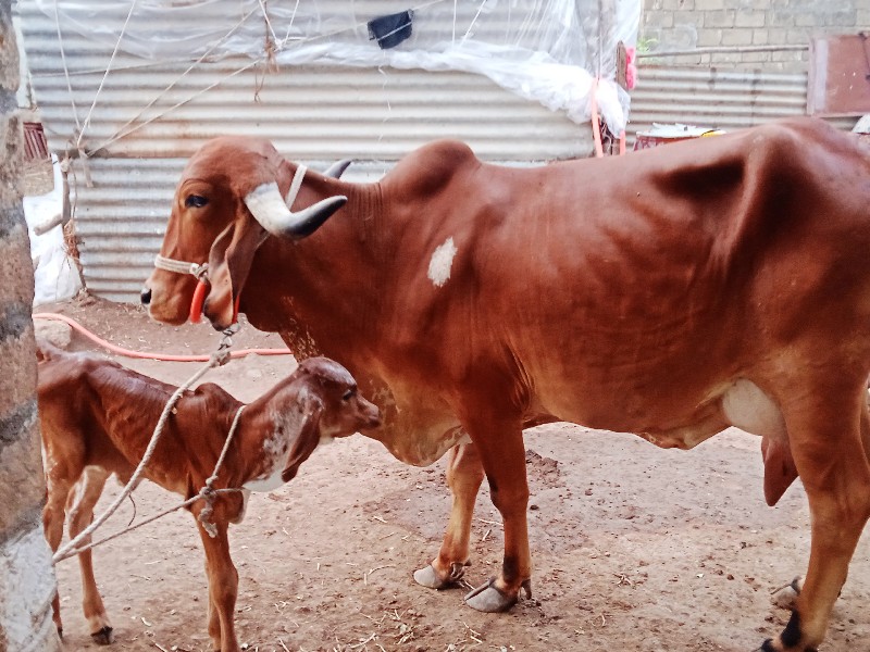 ગાય વેશવાનીછે વ...