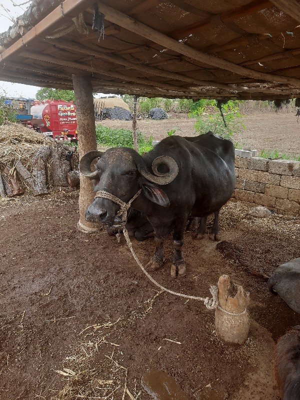 ભેસ વેચવાની છે