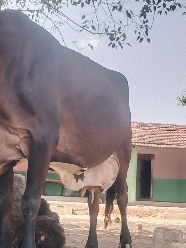 ગાયવેચવાનીછે