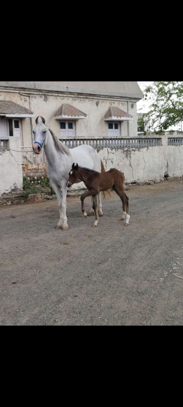 ઘોડિ છે