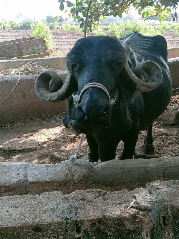 ૧૫ દિવસની વાર સ...