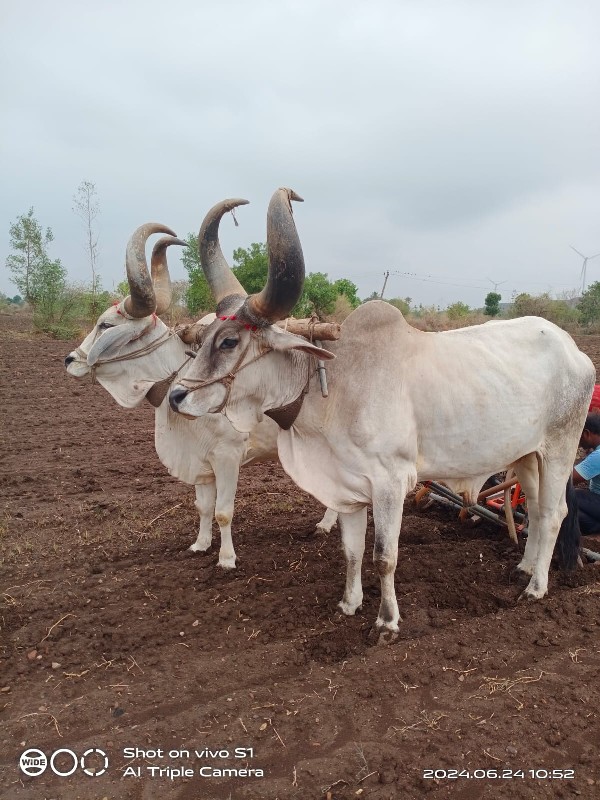 બળદ વેચવાના છે