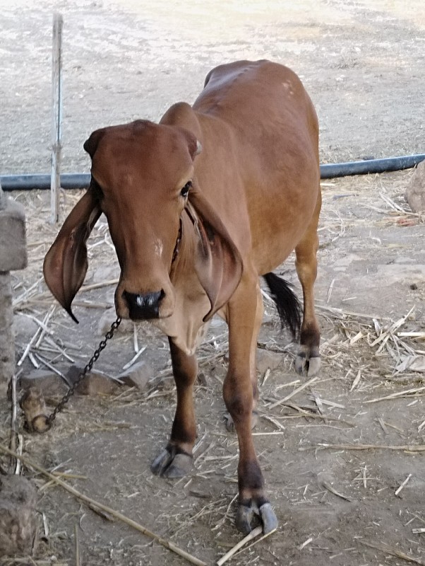 ઓડકી વેચવાની છે