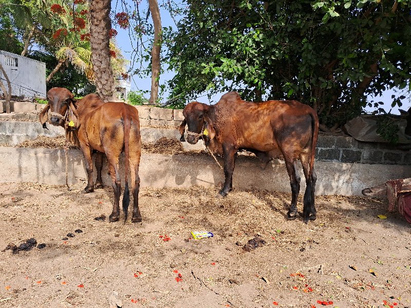 ગોઢલા વેચવાના છ...