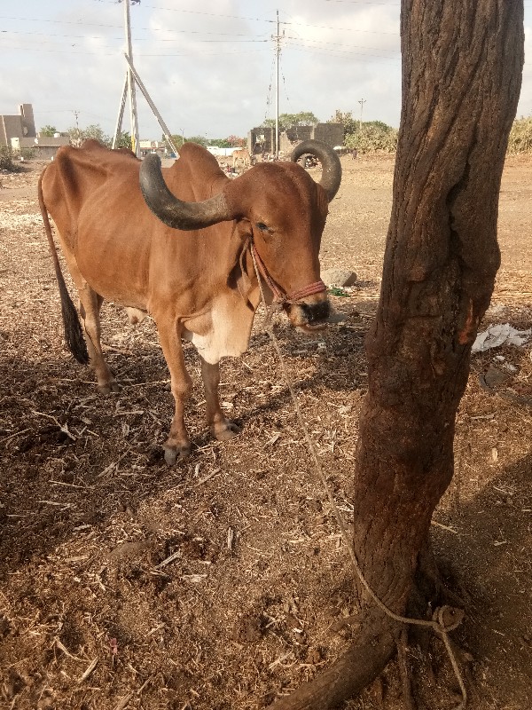 બળદ વેચવાના છે