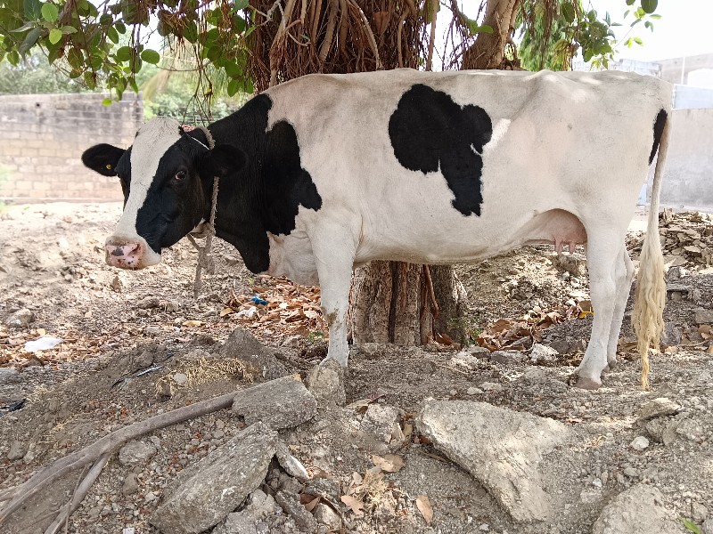 જર્સી ગાય આપવાન...