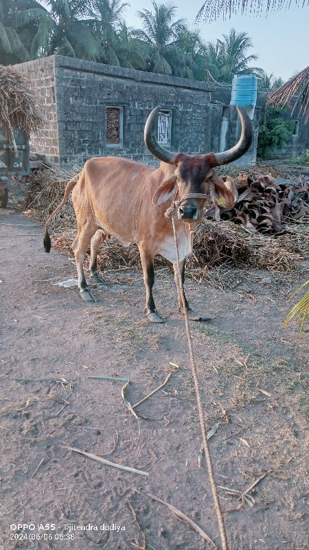 ગાય વેચવાની છે