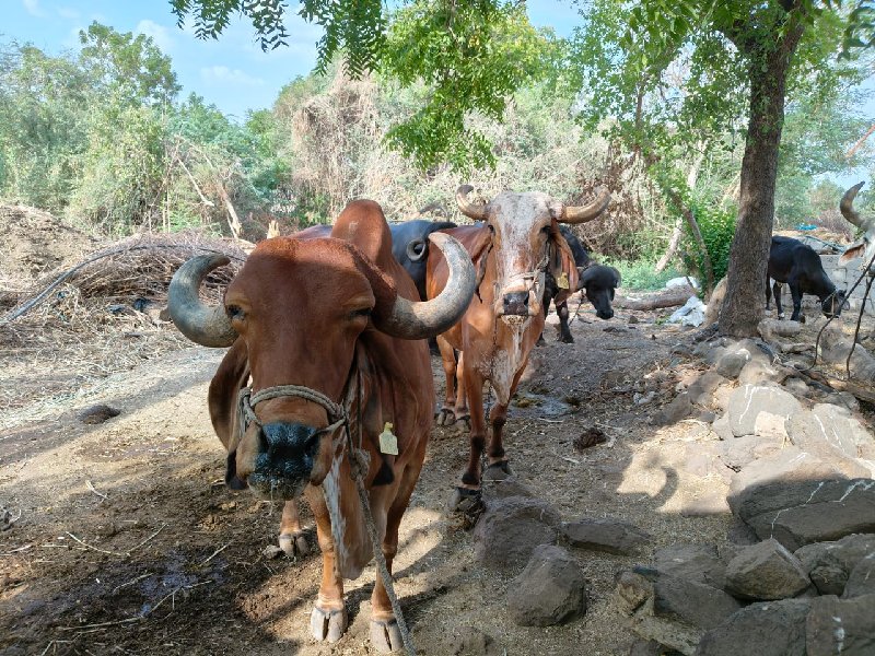 બળદ વેચવાના છે.