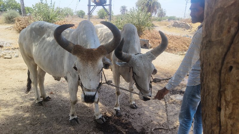 ગોઢલા વેચવાના છ...