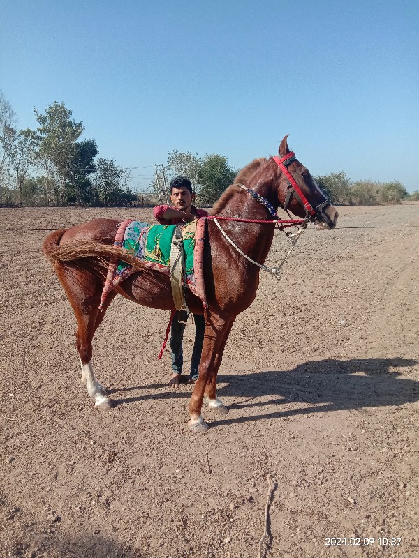 ઘોડીવેચવાનીસે