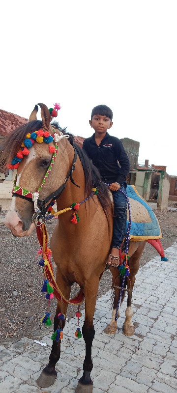 કોળી વેચવાની છે...