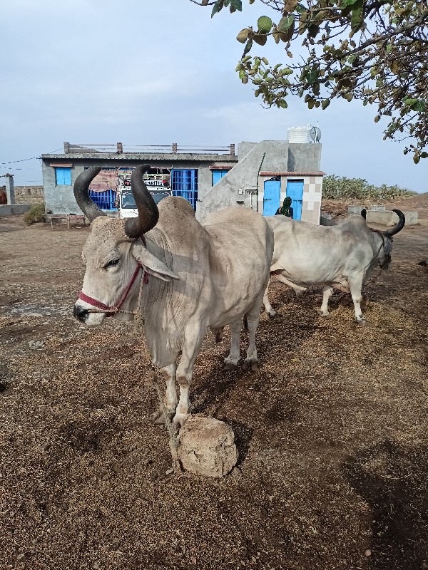 બળદ વેસવાનોસે