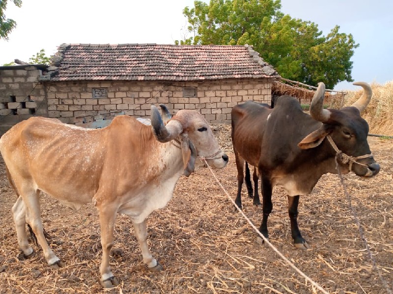 બળદ વેચવાનાં છે