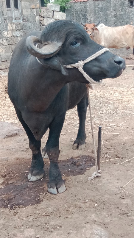 એક પાડો બે ભેસુ...