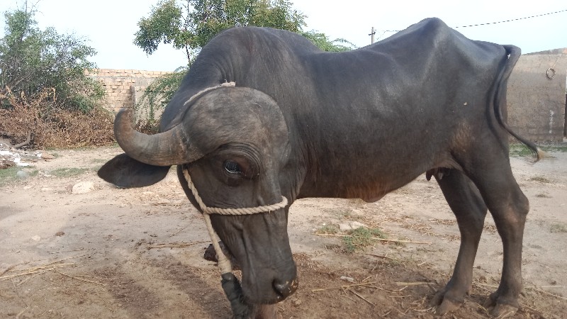 સાત મહિનાનો ઘાઘ...