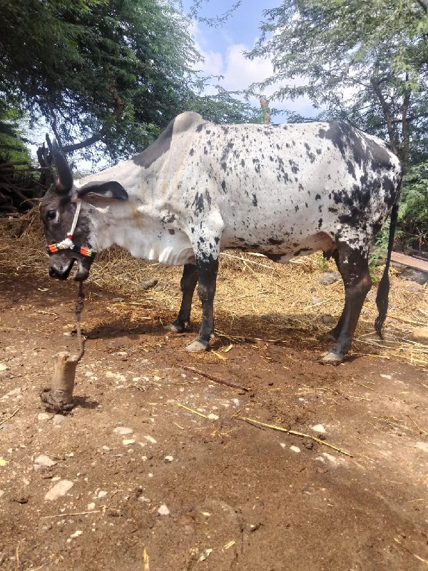 પેલું વેતરસે