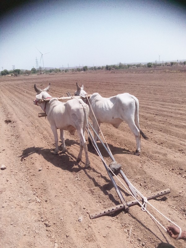 વેસવાનુસે