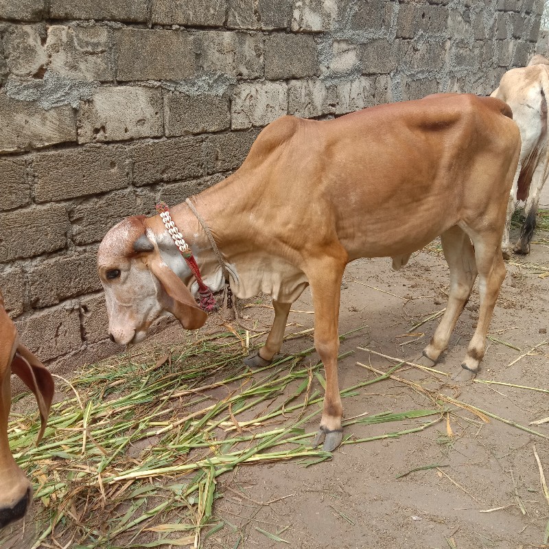 વાસડી