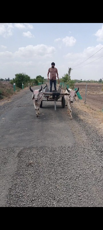 બળદ વેચવાના છે