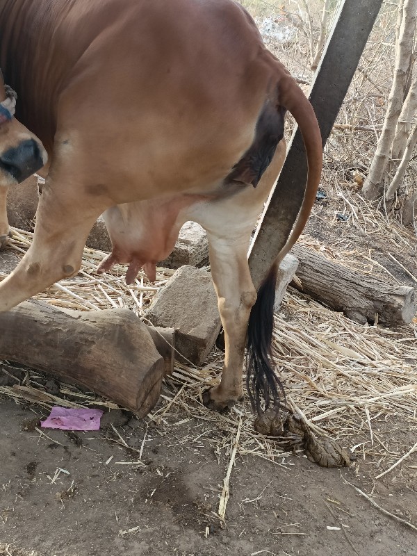 ગાય વેચવાની છે