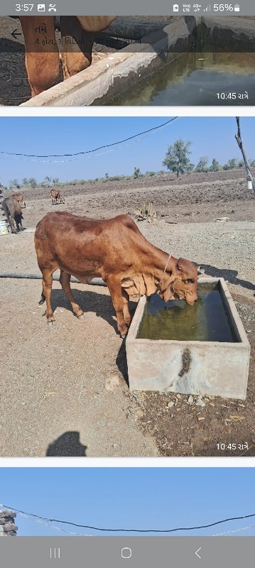 ગીર