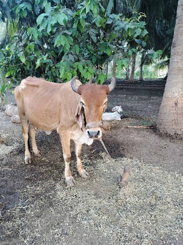 ગાય વેચવાની છે