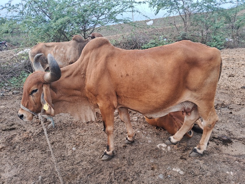 ગાય વેચવાની છે