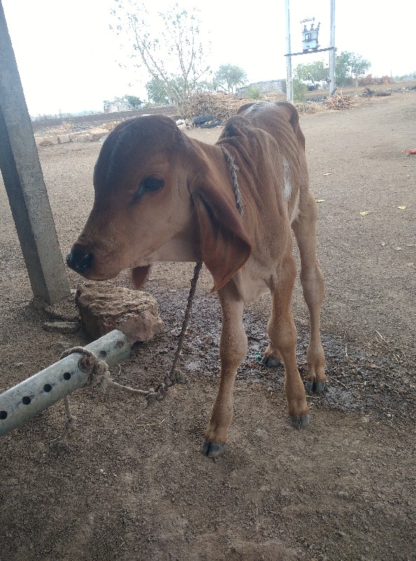 ગાય વેચવાની છે