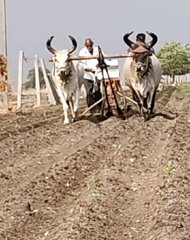 ફળદુ વેચવાના છે