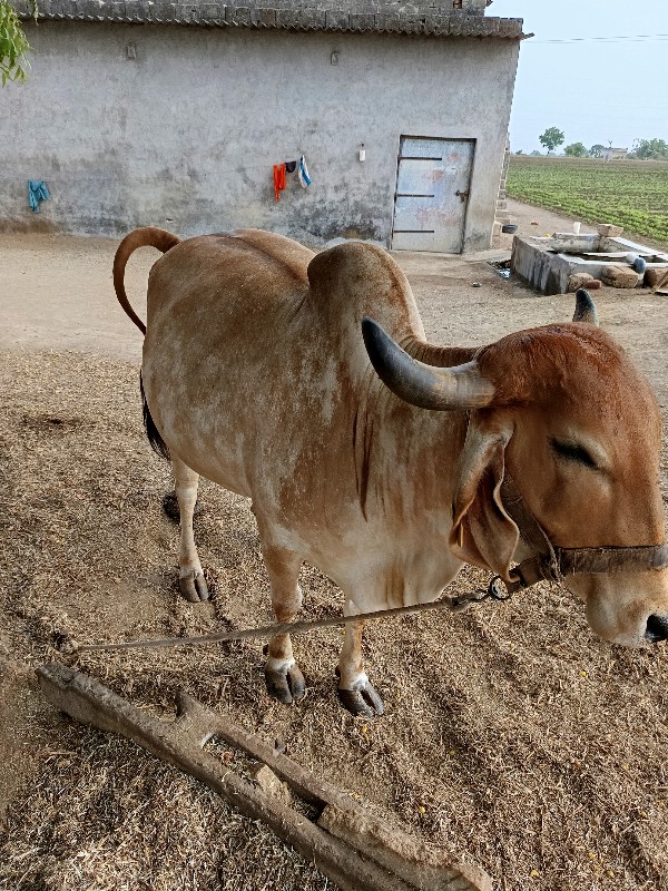 ગાય