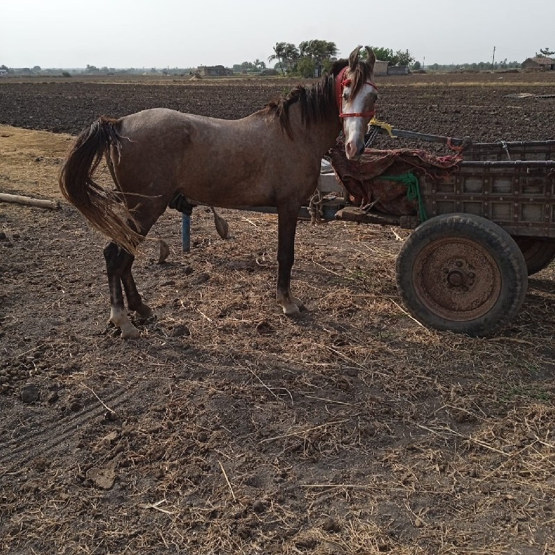 વિસાવદર તાલુકામ...