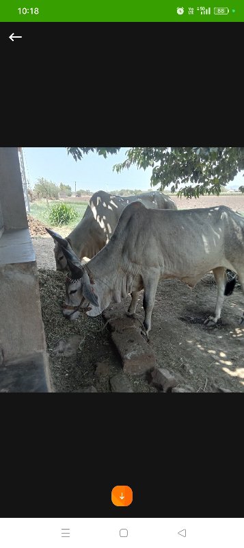 ગોઢલા સાટામા વે...