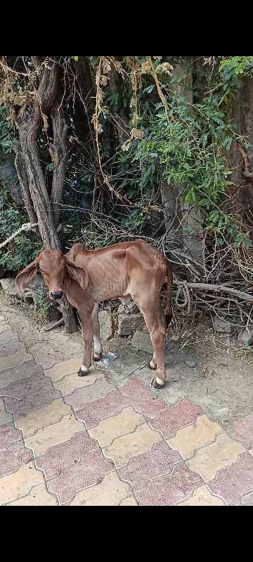 પેલું વેતર હોડક...