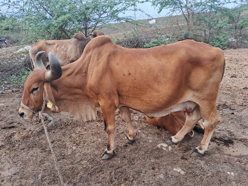 ગાય વેચવાની છે