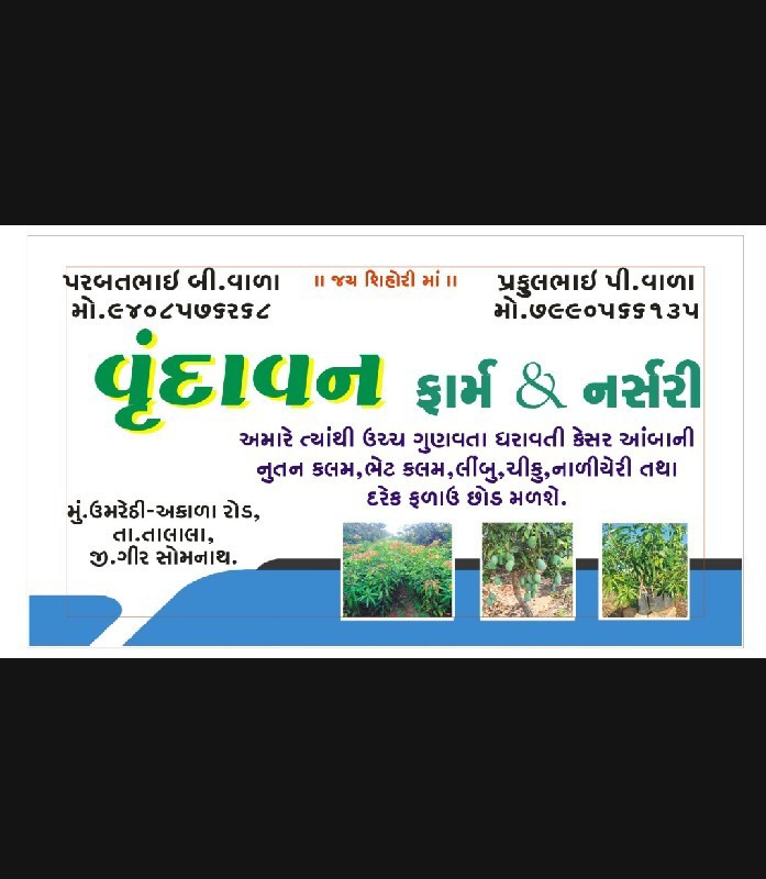 કેસર આંબાની કલમ...