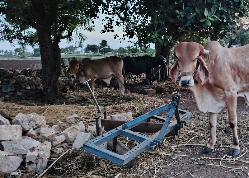 વેચવાનું  છે