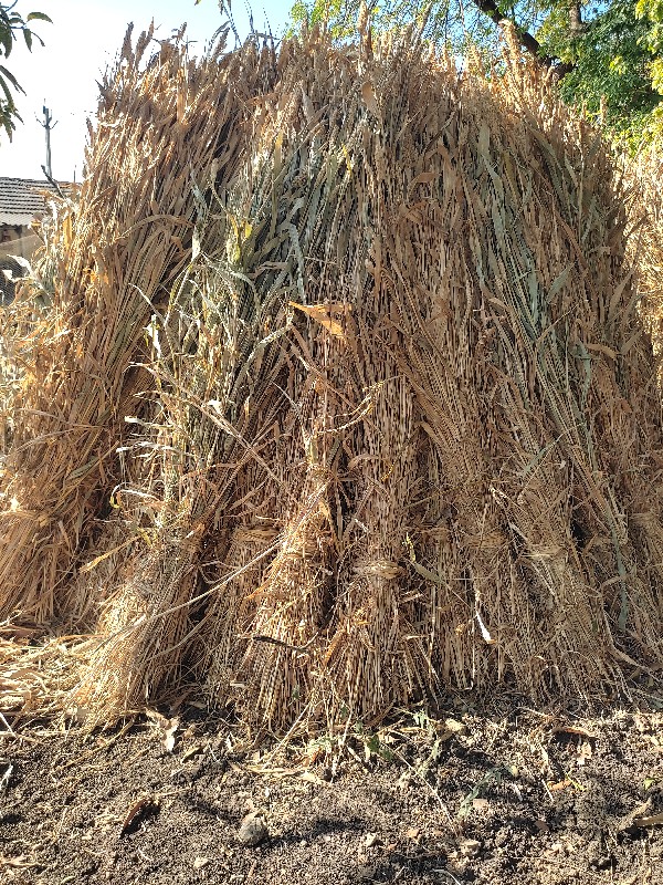 જુવાન ની કડપ