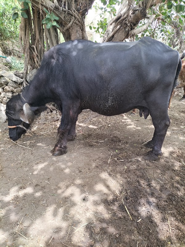 જાફરાબાદી ભેંસ...