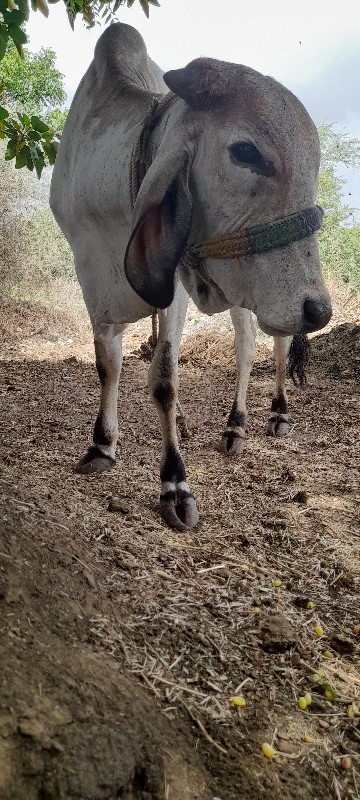 વાસડી