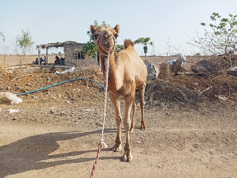 ઊટ વેચવાનું છે