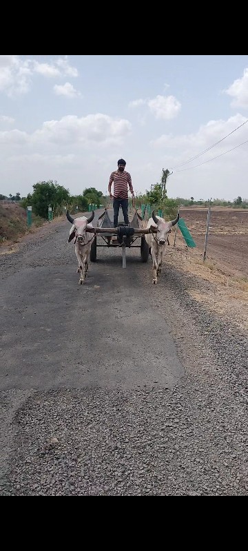 બળદ વેચવાના છે