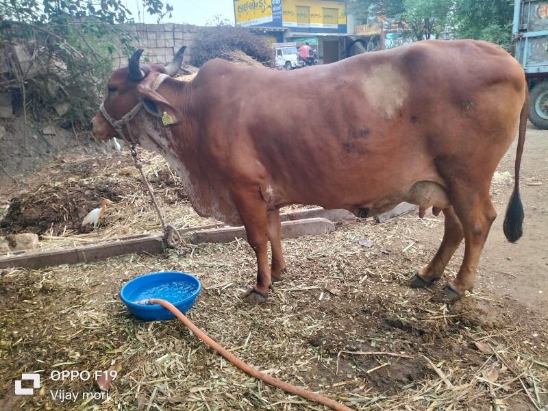 ગીર ક્રોસ