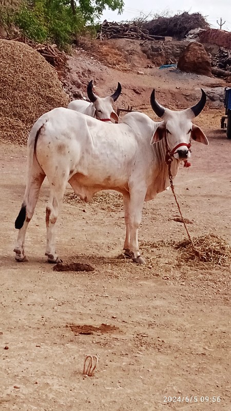 ગોધલા વેચવાના શ...