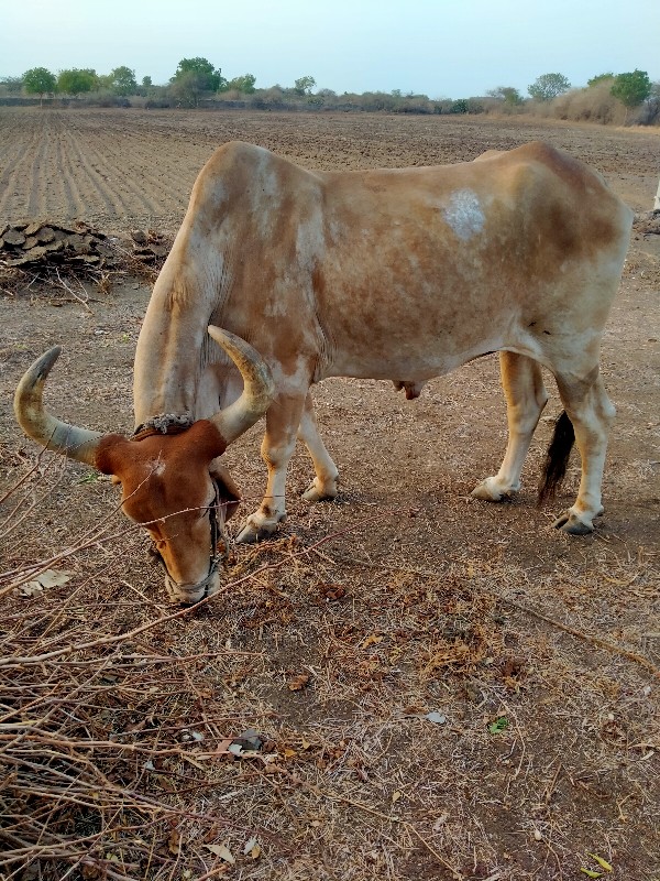 બળદ વેચવાનો છે