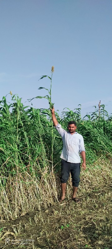 દેશી સફેદ જુવાર...