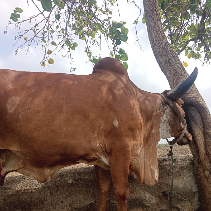 ગાય વેચવાની છે.