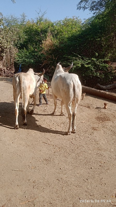 બળદ વેચવાના છે