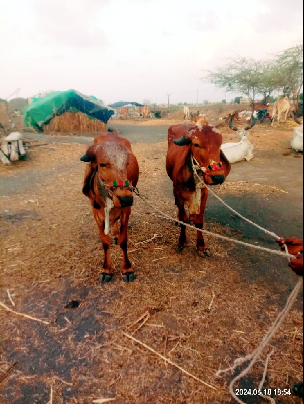 કોયલાણા