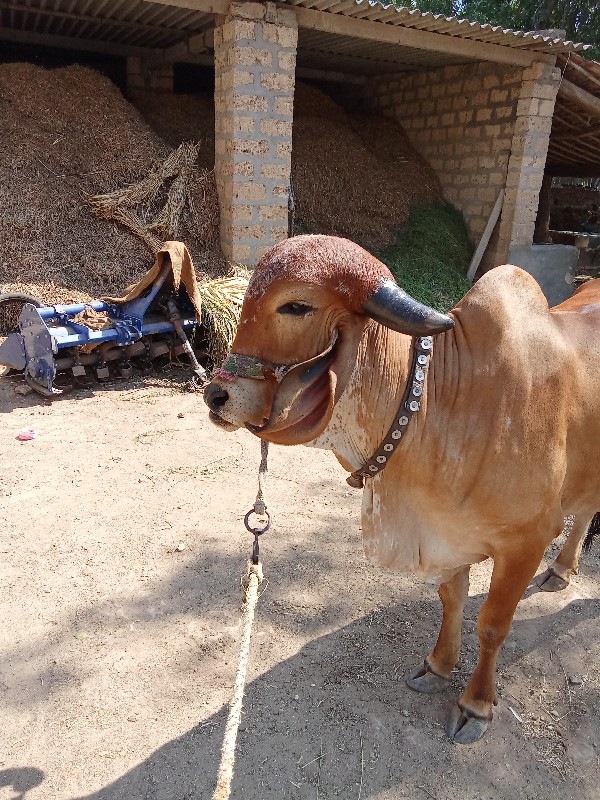 ગીર હોડકી વેચવા...